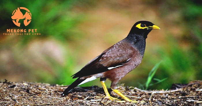 Mua bán chim sao chuyên nghiệp tại Tphcm